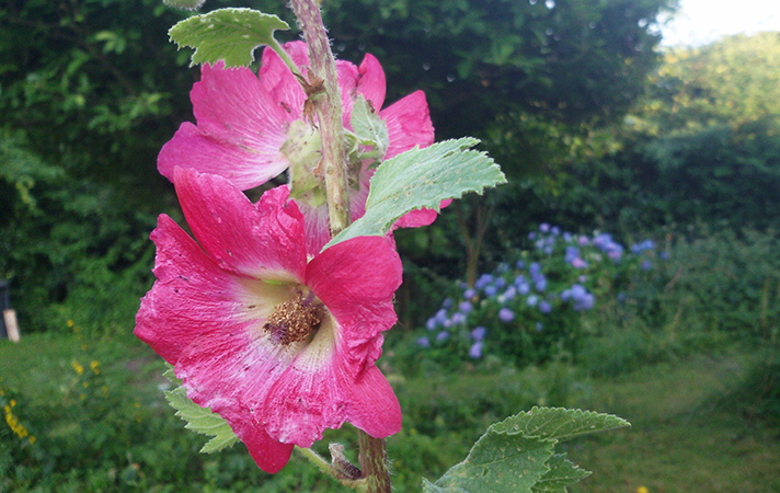 Stockrosen (auch "Malve" genannt) lassen sich jetzt noch aussäen und sind eine hervorragende Bienenpflanze. Die Blüten sind essbar. Stockrose (Malve) in voller Blüte